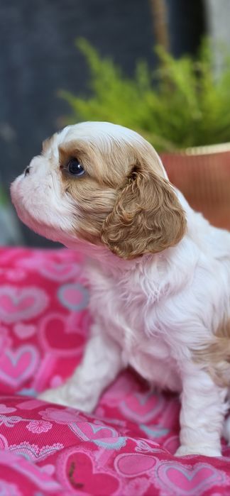 Cavalier King Charles Spaniel FCI suczka blenheim