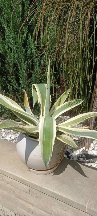 Агава американська (зелена з жовтою окантовкою) та блакитна,