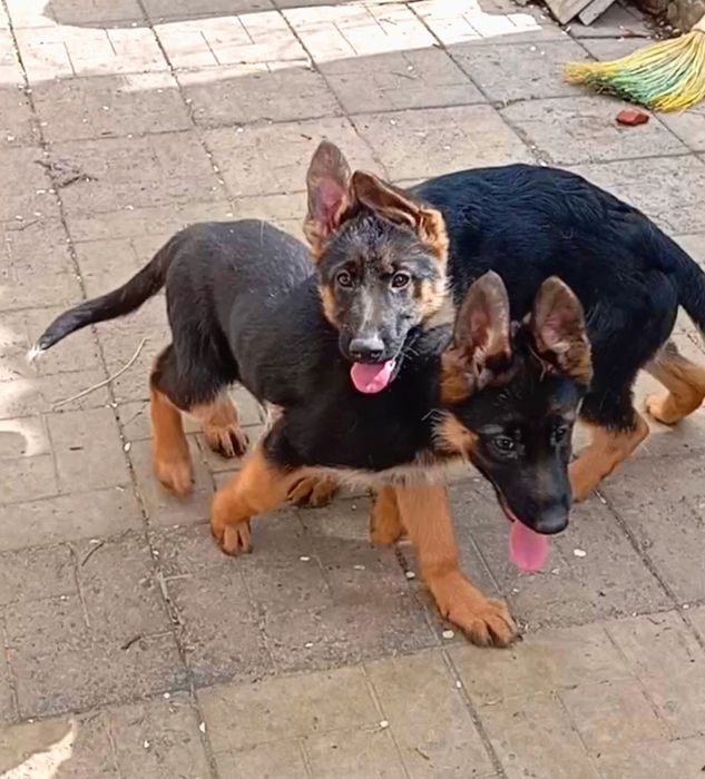 Три роскошные девочки из питомника.