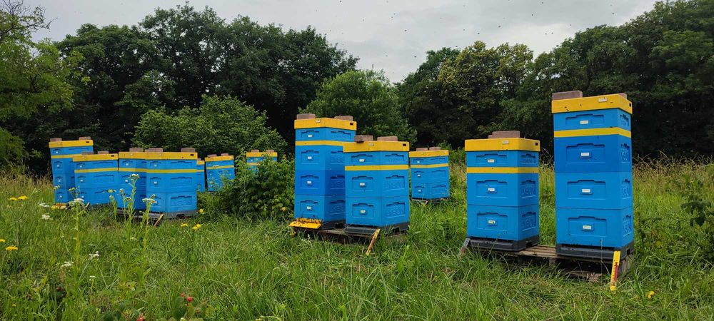 ODKŁADY Pszczele ‒ Ramka WIELKOPOLSKA ‒ Rezerwacje ‒ Pasieka PRADAWNA®