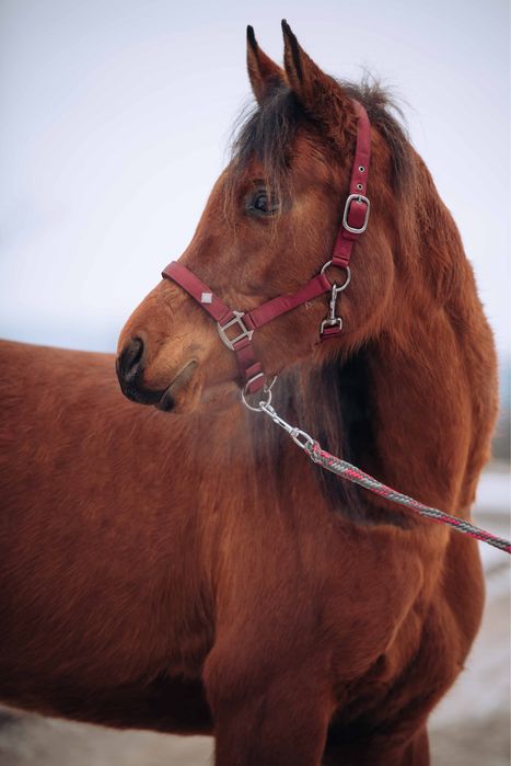 Sprzedam konia czystej krwi arabskiej