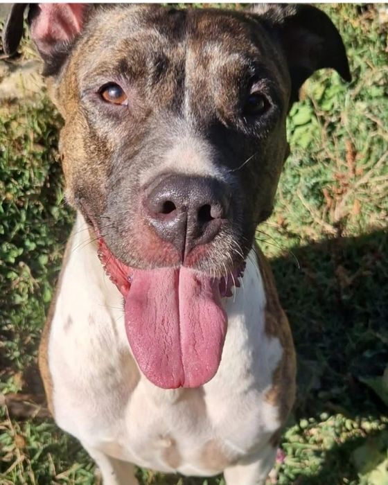 Cadelinha raçada de pitbull