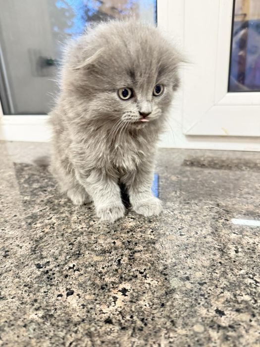 Шотландські віслоухі хлопчики