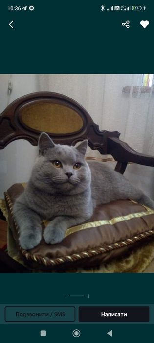 Котенята британці