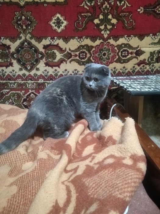 Остався хлопчик скоттиш страйт