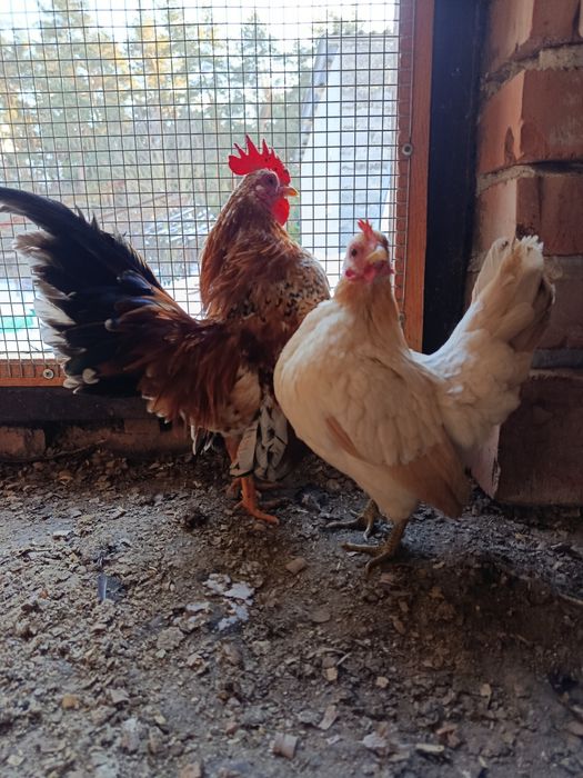 Серама. Декоративні карликові кури.