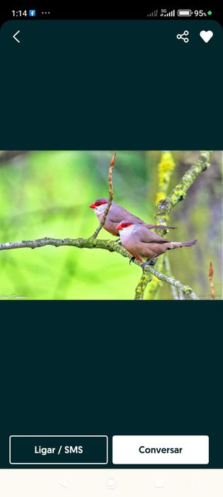 Tenho alguns pássaros para vender deste gênero deste ano