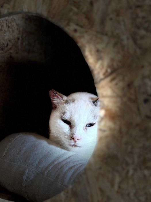 gata para adoçao(Alice)