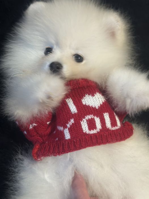 Комочк счастья мини шпиц