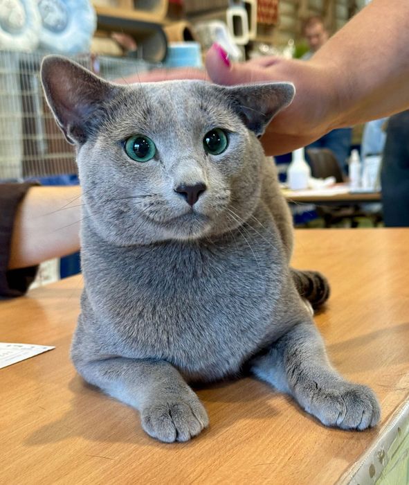 Kot rosyjski niebieski niebieskie