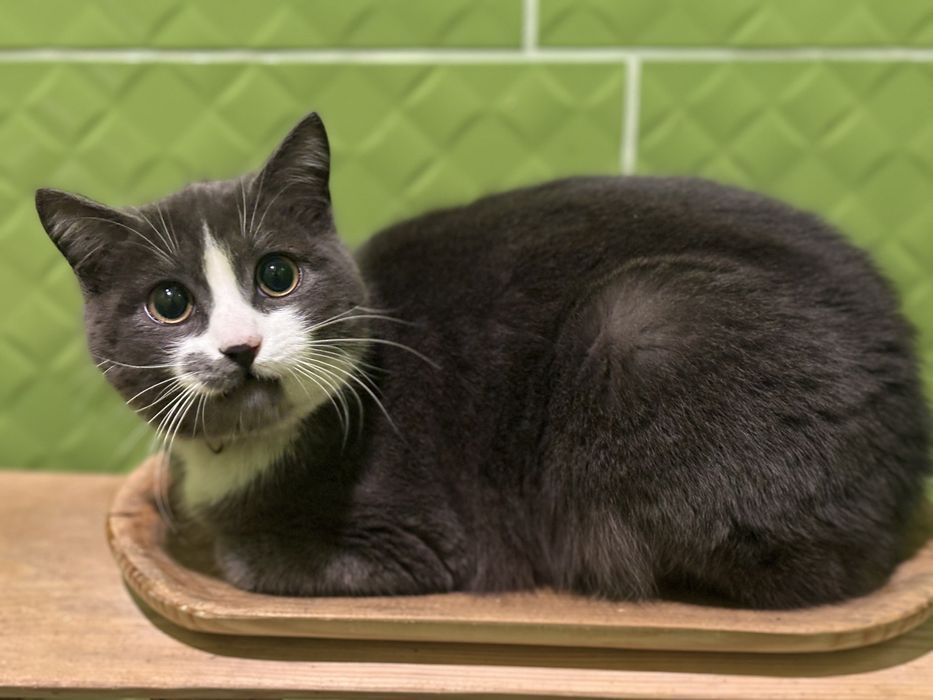 Котик хлопчик 7 місяців