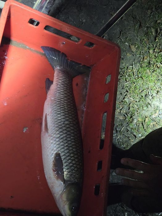 Narybek amura 15-20cm kroczek lipcówka Amur karp sazan