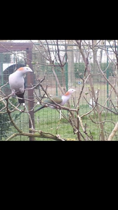 Casal  de Pombos da Fruta Ducula aenea paulina de 2025