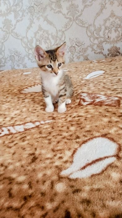 В хорошие добрые руки