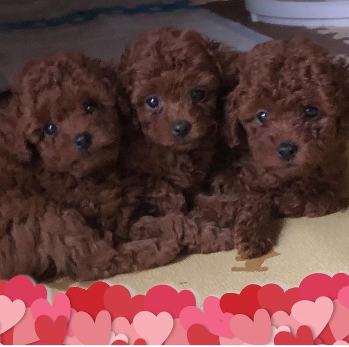 Той пудель гарні цуценята