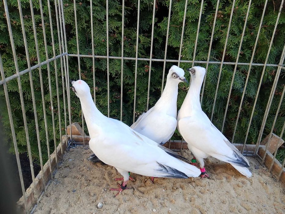 Wiedeńskie Białe Młode (2025)