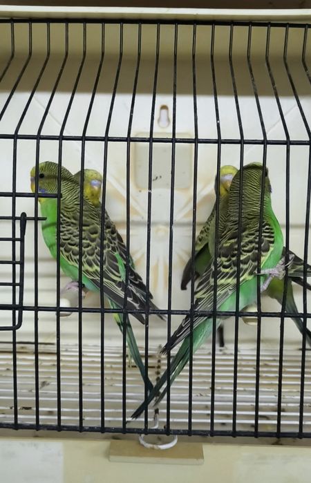 Periquitos australianos