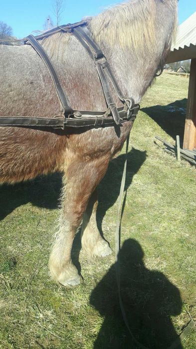 Продам Упряж для Коня