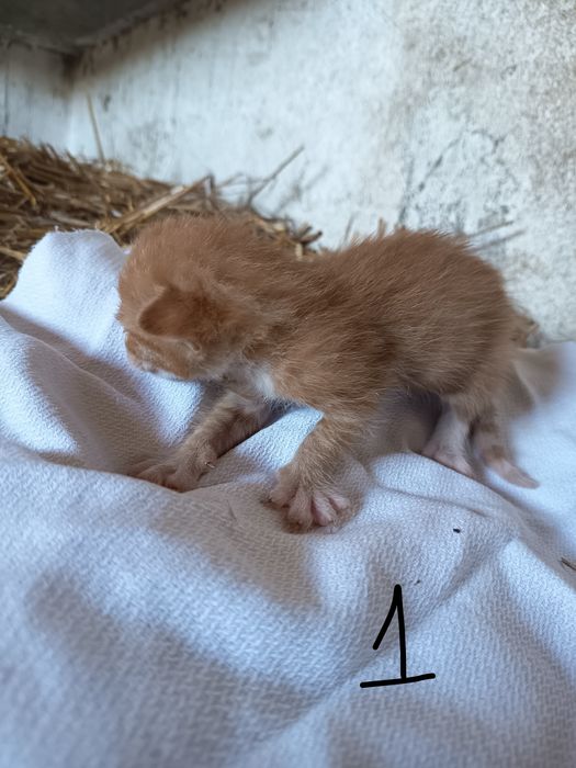 Doação de gatinhos