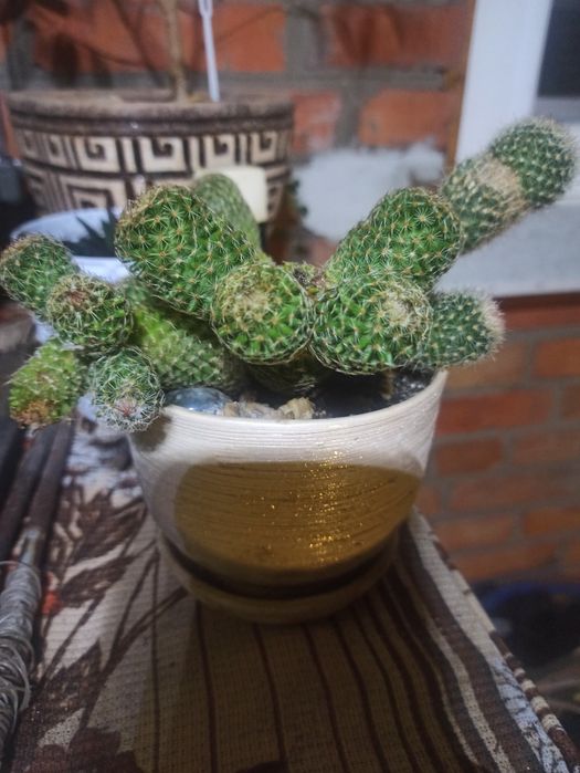 Продам квіти не дорого!