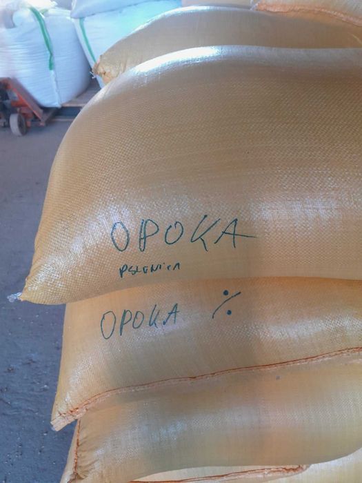 Pszenica pszenżyto zboże
