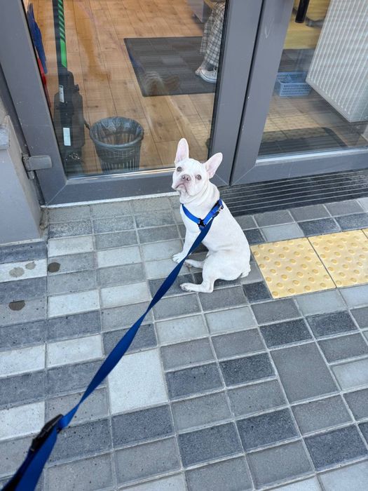 Французький бульдог