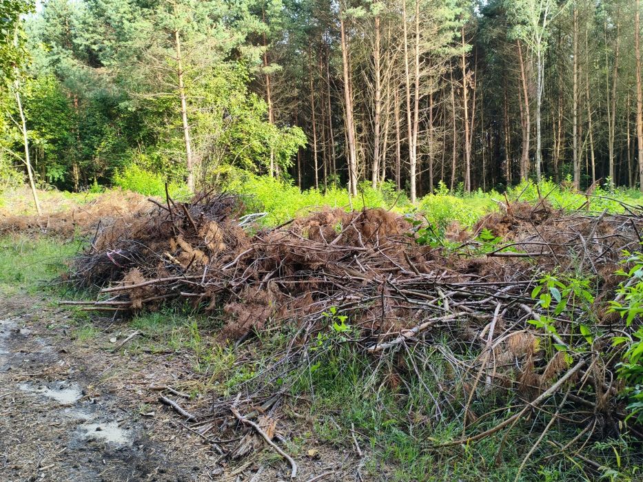 Drewno opałowe opał Chrust gałęzie pieńki Oddam za darmo Ostrowina Oleśnica