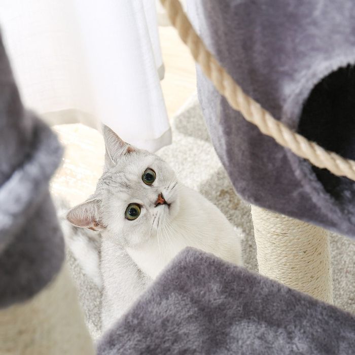 Когтеточка для котов