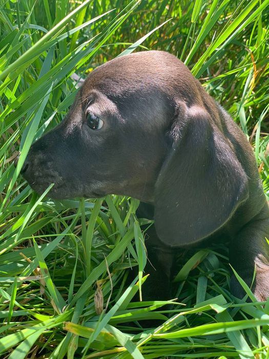 Цуцики такси різних окрасів