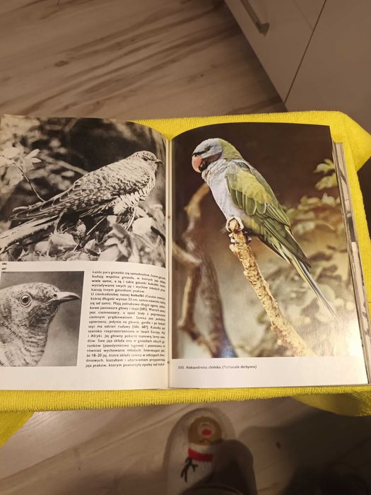 książka Wielki atlas ptaków Jan Hazak