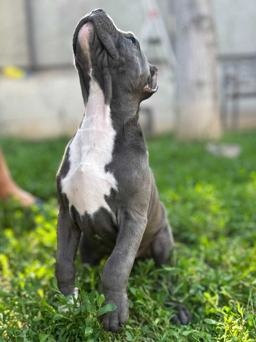 Кобель американского стаффордширского терьера АМСТАФФ АСТ щенок