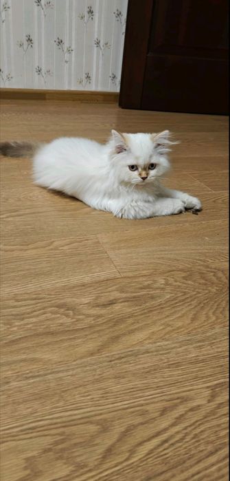 Шотландская голубоглазая кошечка хайленд