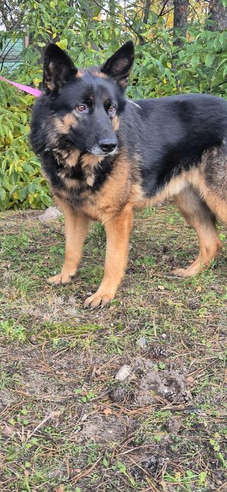 Piękny, łagodny pies w typie owczarka niemieckiego szuka domu