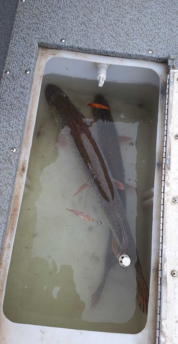 Лодка Starweld 17 DC