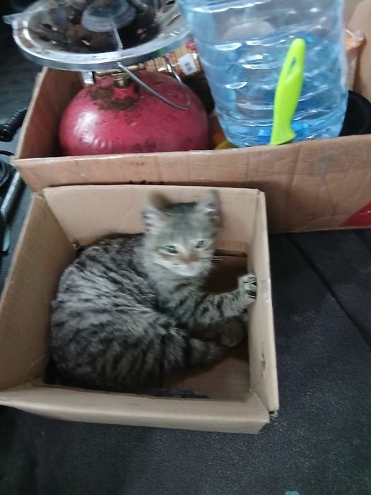 Котик тигровий красунчик