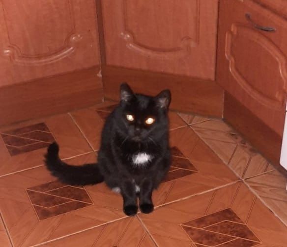 Віддамо в добрі руки