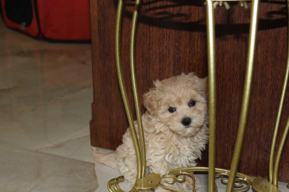 Maltipoo Kawowa Latee Suczka Rodowodowa Kręcony Loczek