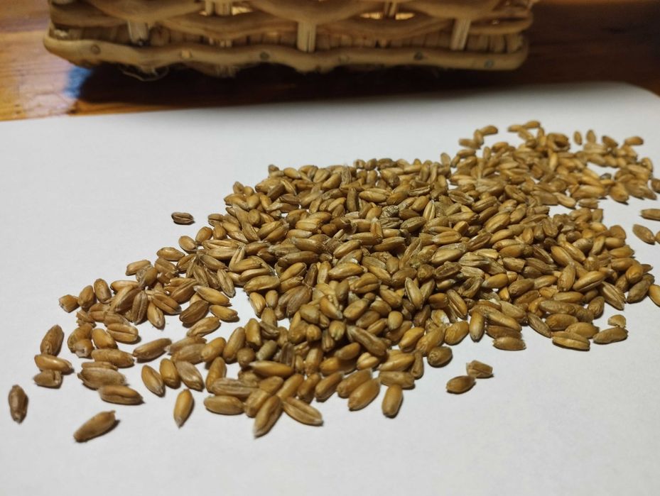 Orkisz ziarno ekologiczne z certyfikatem 10kg na mąkę