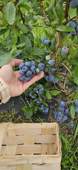Borówka  duże owoce z plantacji