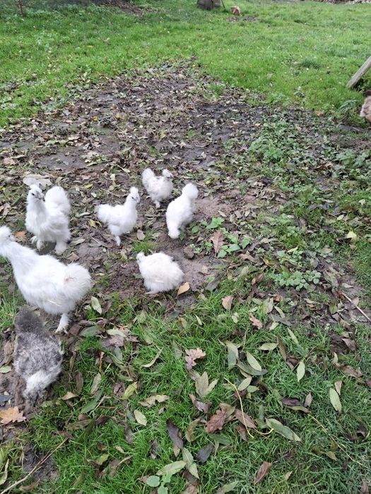 Koguty i kurki silki