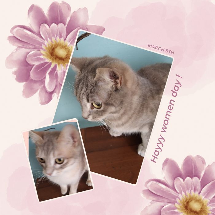 Подарим котят  два мальчика и одну девочку.