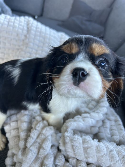 Suczka tricolor Cavalier King Charles Spaniel