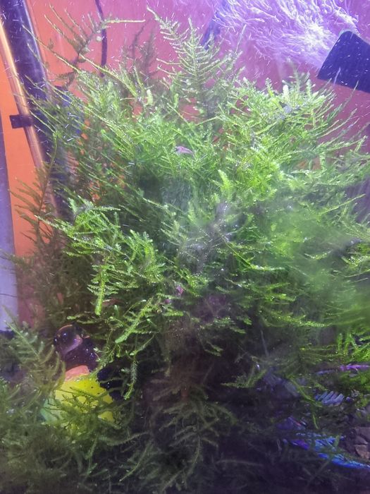 Sprzedam krewetki szery