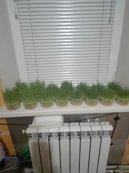 Продам корм для дикої птиці