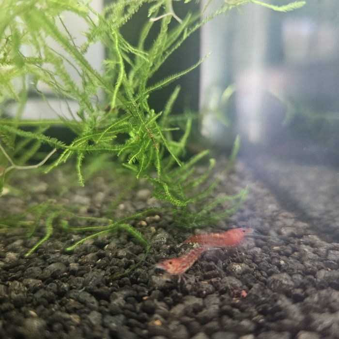 Neocaridina red cherry