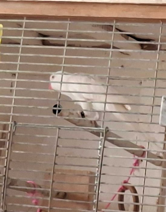 Femea ring neck met certificaat