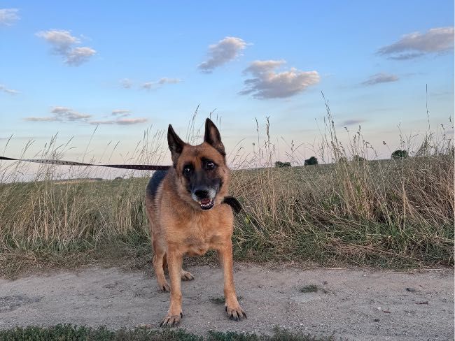 Greta – seniorka owczarka szuka swojego człowieka