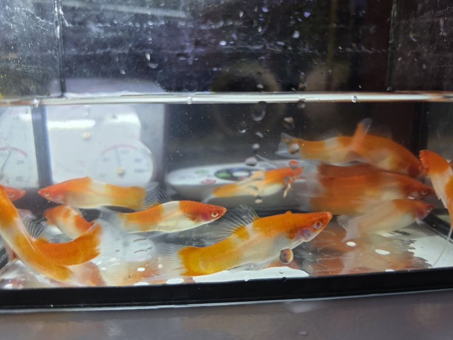 Mieczyk Koi - dorosłe