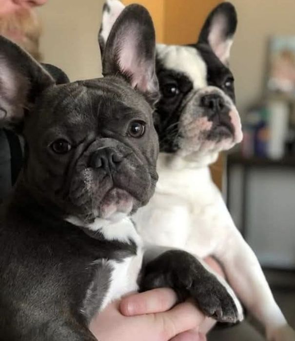 Малеча французького бульдога;•}