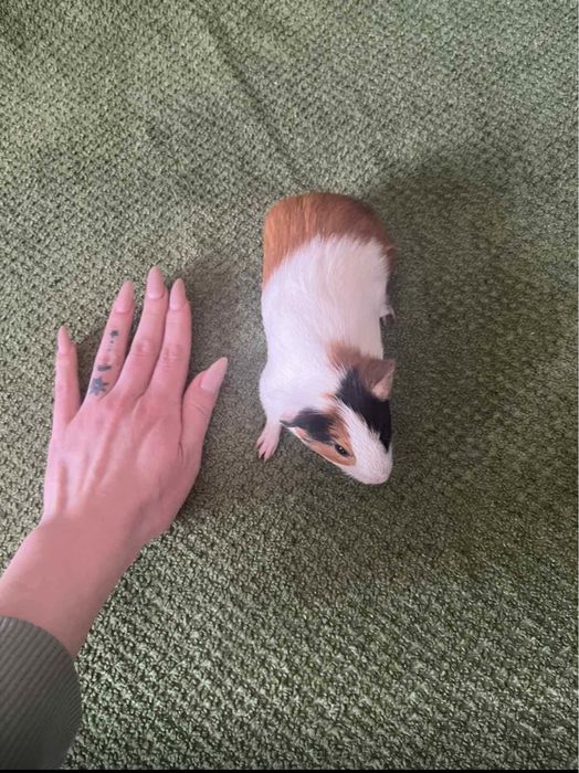 Морські свинки- маленькі друзі - пухнастики